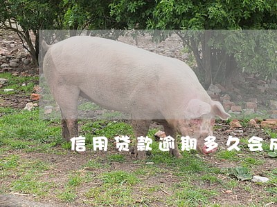 信用贷款逾期多久会成为老赖