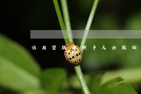 信用贷款逾期多久会被拍卖