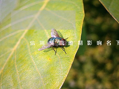 信用贷款逾期影响名下资产吗 信用贷款逾期影响名下资产吗