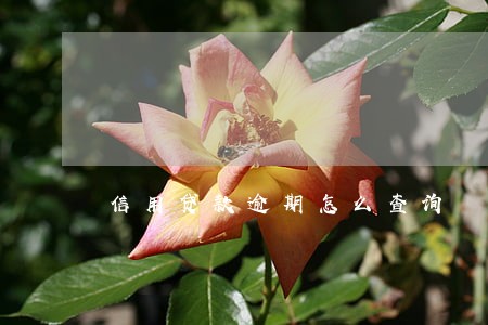 信用贷款逾期怎么查询 信用贷款逾期怎么查询