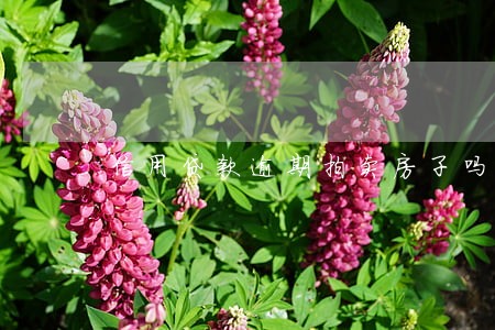 信用贷款逾期拍卖房子吗 信用贷款逾期拍卖房子吗
