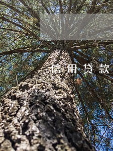 信用贷款逾期是不是要全部还掉 信用贷款逾期是不是要全部还掉