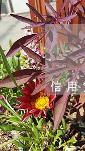 信用贷网贷逾期会影响小孩上学吗 信用贷网贷逾期会影响小孩上学吗