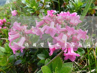 信用贷要求多久内没有逾期 信用贷要求多久内没有逾期
