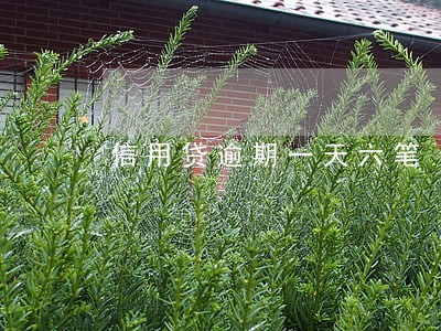 信用贷逾期一天六笔