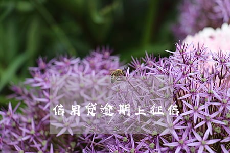 信用贷逾期上征信 信用贷逾期上征信