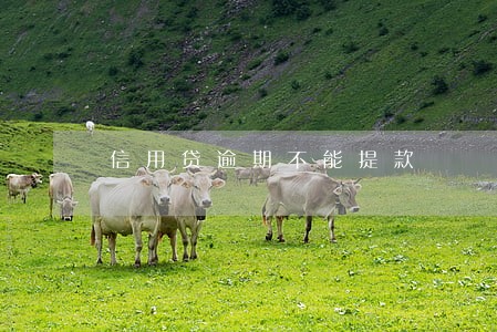 信用贷逾期不能提款