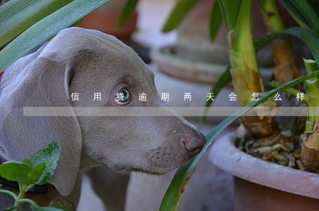 信用贷逾期两天会怎么样 信用贷逾期两天会怎么样
