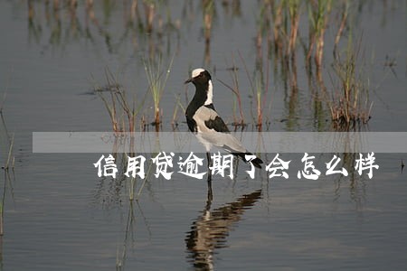 信用贷逾期了会怎么样 信用贷逾期了会怎么样