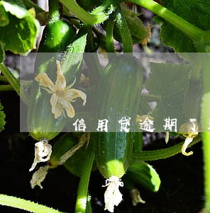 信用贷逾期了还不上怎么办 信用贷逾期了还不上怎么办