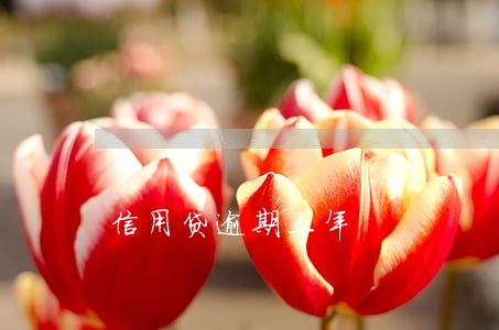 信用贷逾期五年 信用贷逾期五年