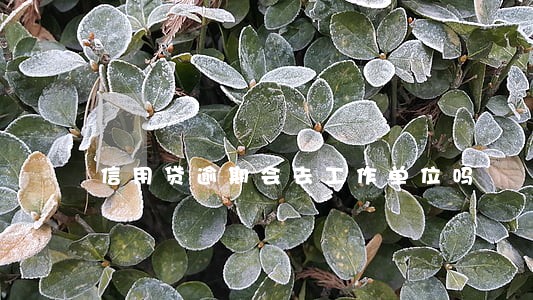 信用贷逾期会去工作单位吗 信用贷逾期会去工作单位吗