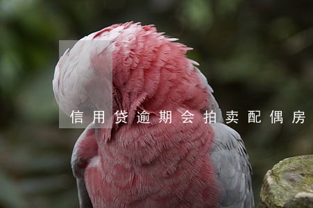 信用贷逾期会拍卖配偶房产吗