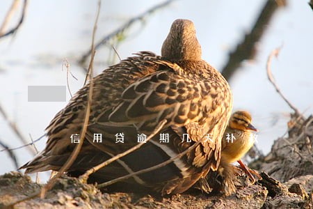 信用贷逾期几天补救 信用贷逾期几天补救