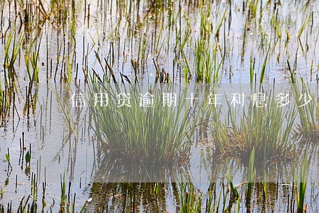 信用贷逾期十年利息多少 信用贷逾期十年利息多少