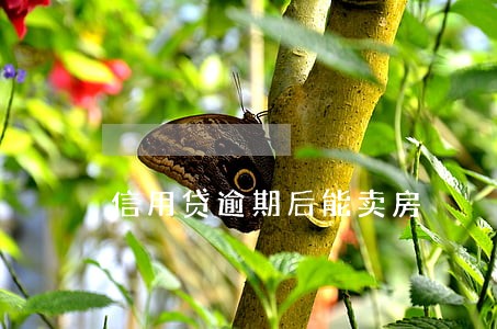 信用贷逾期后能卖房 信用贷逾期后能卖房