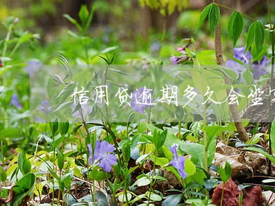 信用贷逾期多久会坐牢 信用贷逾期多久会坐牢