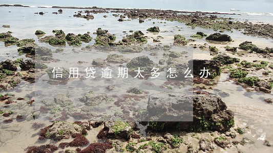 信用贷逾期太多怎么办 信用贷逾期太多怎么办