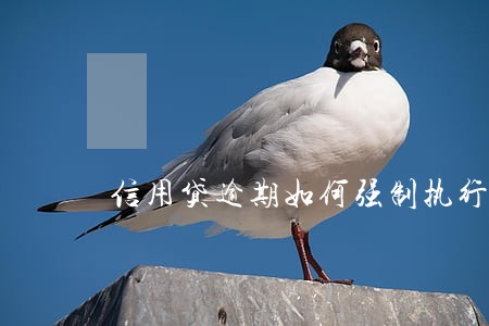 信用贷逾期如何强制执行 信用贷逾期如何强制执行