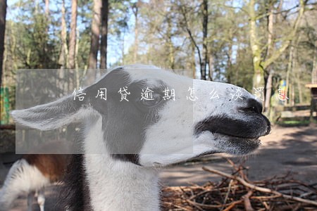 信用贷逾期怎么谈罚息