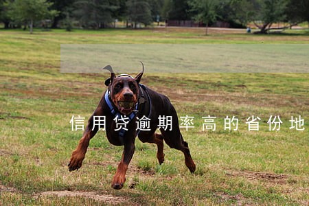 信用贷逾期率高的省份地区
