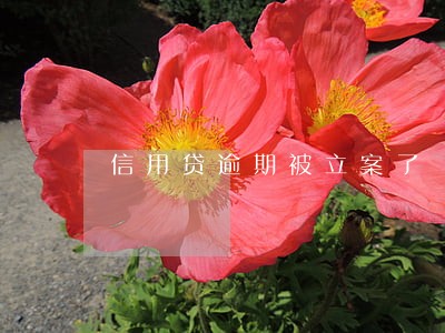 信用贷逾期被立案了 信用贷逾期被立案了