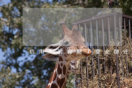 信用车贷逾期了要全部还完怎么办 信用车贷逾期了要全部还完怎么办