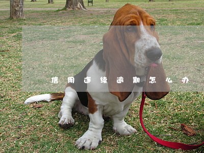 信用连续逾期怎么办 信用连续逾期怎么办