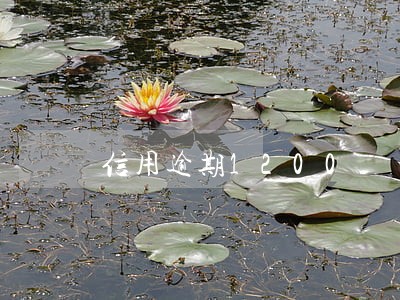 信用逾期1200 信用逾期1200