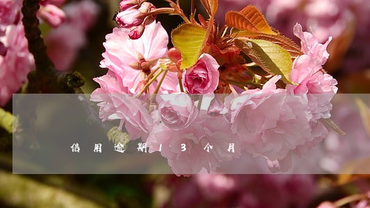 信用逾期13个月