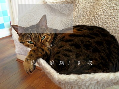 信用逾期18次 信用逾期18次