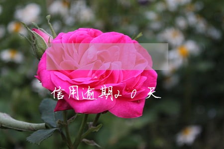 信用逾期20天 信用逾期20天