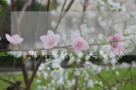 信用逾期20天怎么办 信用逾期20天怎么办
