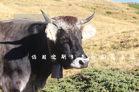 信用逾期3年全额还上还可用吗 信用逾期3年全额还上还可用吗
