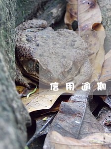 信用逾期4万 信用逾期4万