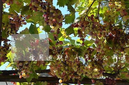 信用逾期5个月怎么申请分期还款 信用逾期5个月怎么申请分期还款