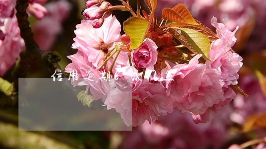 信用逾期6次以上 信用逾期6次以上