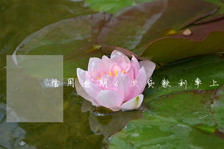 信用逾期6次贷款利率上浮 信用逾期6次贷款利率上浮