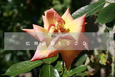 信用逾期8000 信用逾期8000