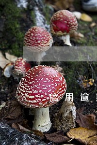 信用逾期8年 信用逾期8年