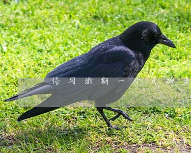 信用逾期一个月加多少利息 信用逾期一个月加多少利息