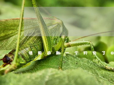 信用逾期一个月欠了8000 信用逾期一个月欠了8000