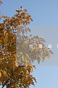 信用逾期一年多会上黑名单