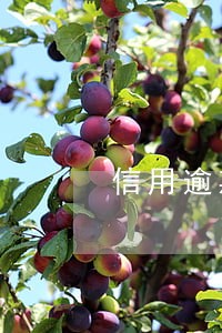 信用逾期一次会影响额度 信用逾期一次会影响额度