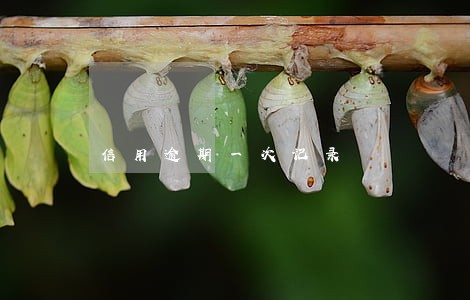 信用逾期一次记录 信用逾期一次记录
