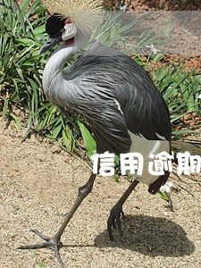 信用逾期不接受诉前调解会怎样 信用逾期不接受诉前调解会怎样