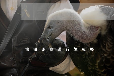 信用逾期两万怎么办