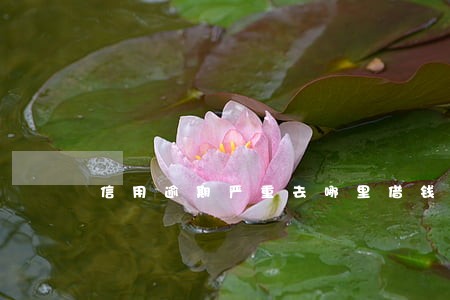 信用逾期严重去哪里借钱 信用逾期严重去哪里借钱