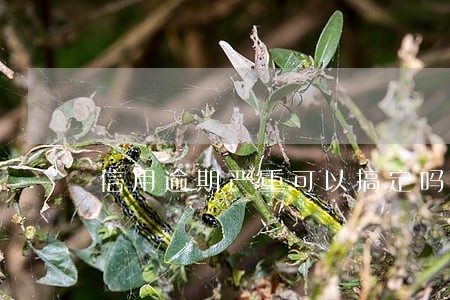信用逾期严重可以搞定吗 信用逾期严重可以搞定吗
