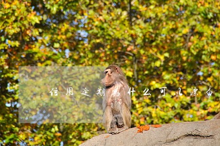 信用逾期为什么可以漂白 信用逾期为什么可以漂白